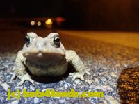 /home//u458753944/public_html/sourcegallery////////Roxborough Toad Detour/2022/2022-03-07/P3070839.JPG